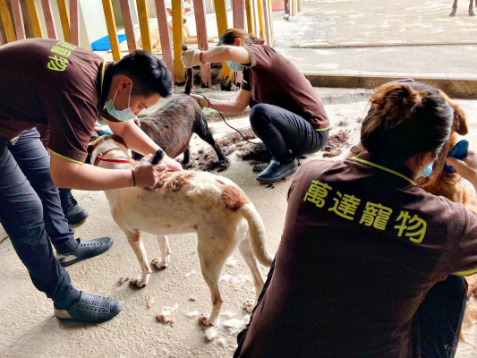 萬達寵物為流浪動物之家義剪 (Source: 1111產經新聞網)